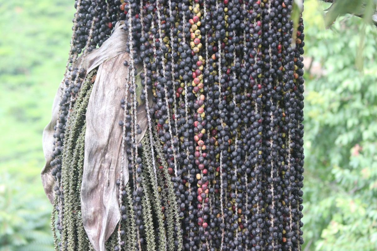 Caryota urens L.